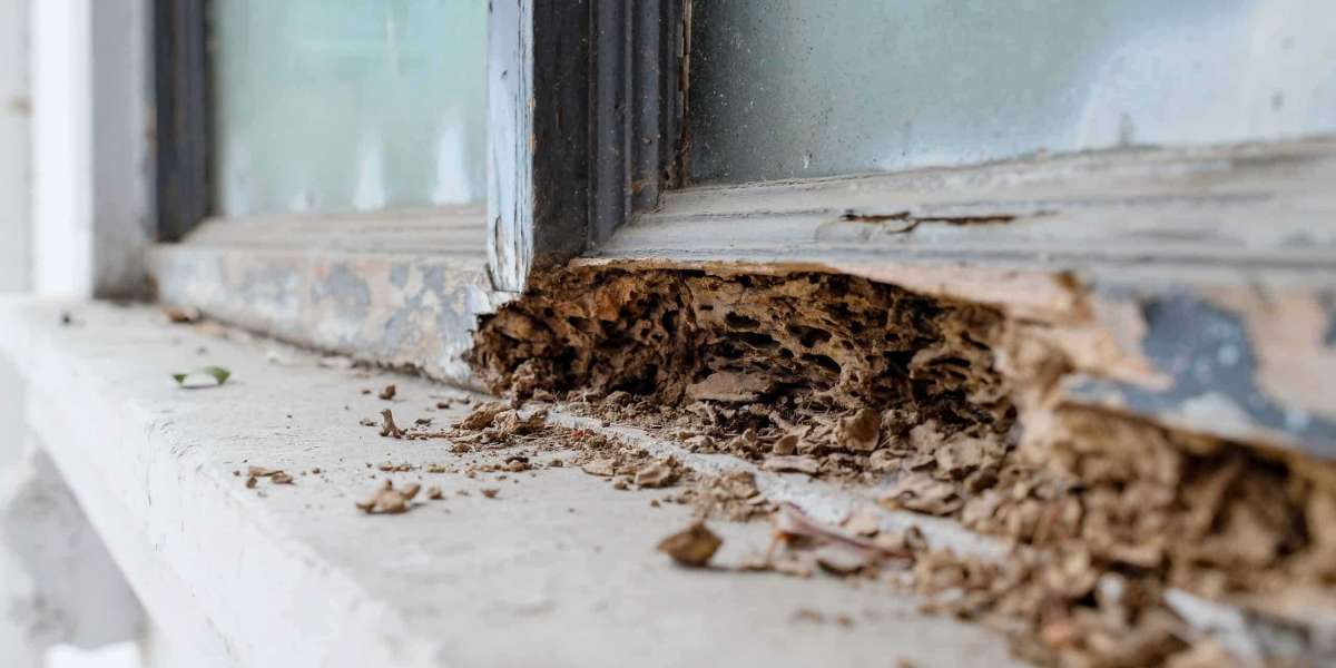 How to Choose the Best Termite Inspection Service in USA