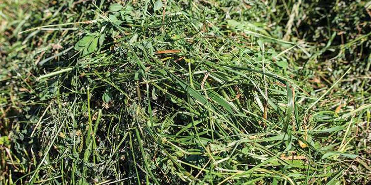 Alfalfa Hay Market Overview, Size, Industry Share, Growth, Trends, Forecast 2024-2032